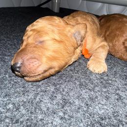 Orange - Red  male Poodle puppy in Keedysville, Maryland from Sunshine Red Standard Poodles