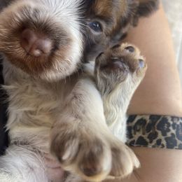 English Springer Spaniel Puppies from M L Springers