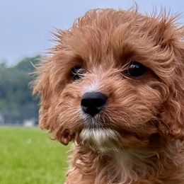 Cavapoos from Still Water Puppies