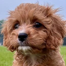 Cavapoos from Still Water Puppies