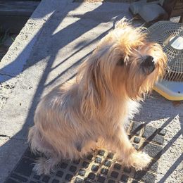 Avani - Yorkshire Terrier