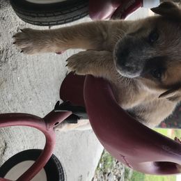 Australian Cattle Dog Puppies from Oakley ACDs