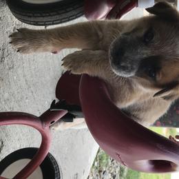 Australian Cattle Dog Puppies from Oakley ACDs