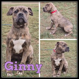 Ginny - Brown brindle female Olde English Bulldogge puppy in Wheeler, Michigan from Haase Family Kennels