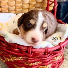 Willow's Red Boy 1 - Red male Dachshund puppy in Burkesville, Kentucky from Bline’s Awesome Aussies, Aussiedoodles & Doxies at the Bline Family Farm