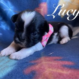 Lucy - Black and white female Shih Tzu puppy in Hemet, California from Aloha Shih Tzu