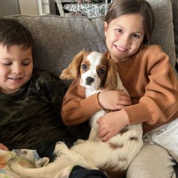 Cavalier King Charles Spaniel Puppies from Christina’s Cavaliers