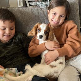 Cavalier King Charles Spaniel Puppies from Christina’s Cavaliers