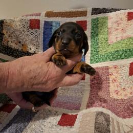 Maroon Collar - Black and tan male Dachshund puppy in La Pine, Oregon from Lil Deschutes