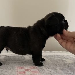French Bulldog Puppies from Von Bales French Bulldogs