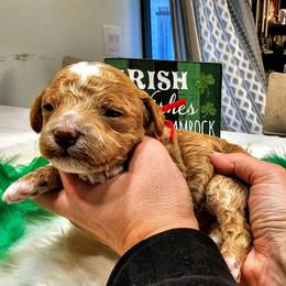 McQueen - Red  male Goldendoodle puppy in Forest, Ohio from Mini Doodle Buddies