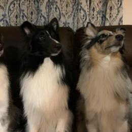 Shetland Sheepdogs from Shonna's Shelties