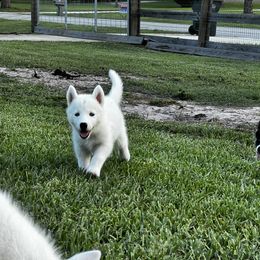 Siberian Husky Puppies from Hargaden Huskies