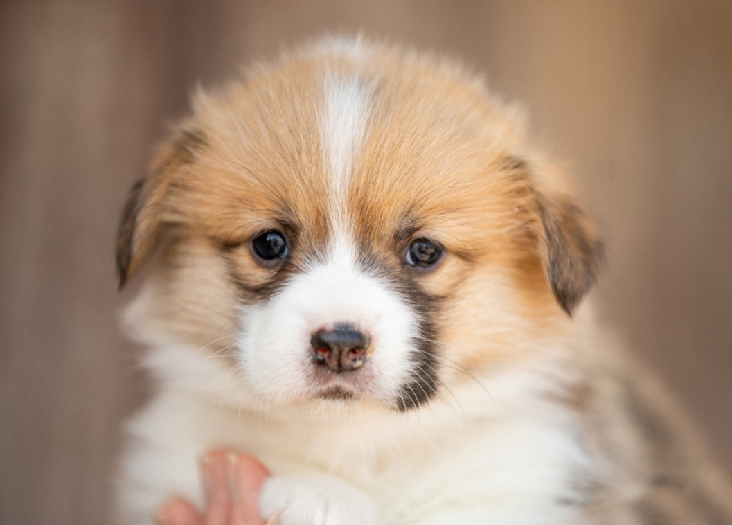Pembroke Welsh Corgi Puppies from California Corgi Butts