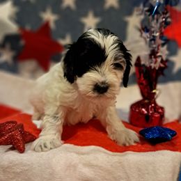 Barney - Black and white male Cockapoo puppy in Mena, Arkansas from Ouachita River Cockapoos