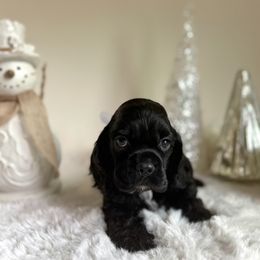 Cocker Spaniel Puppies from Archangel Cockers