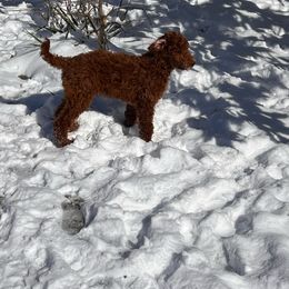 “Carl” - Poodle puppy from AMC Poodles