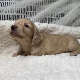 Whiskey - Cream male Dachshund puppy in Bald Knob, Arkansas from Victoria’s Dachshunds