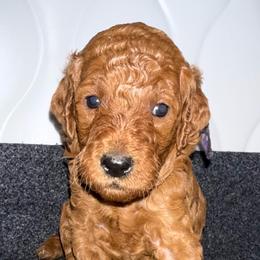 Purple - Red  female Poodle puppy in Keedysville, Maryland from Sunshine Red Standard Poodles