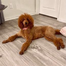 Rippley Monáe - Poodle
