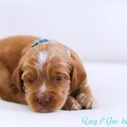 Tide - Caramel male Australian Labradoodle puppy in Diamond Bar, California from Furrytaildoodles