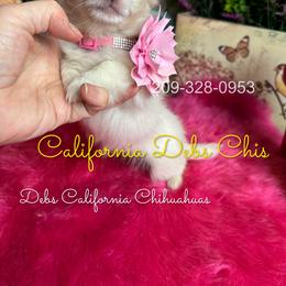 Snow White 4250 - Cream and white female Chihuahua puppy in Manteca, California from Deb's Chihuahuas California