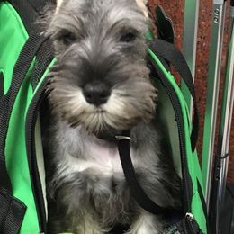 Miniature Schnauzers from Legend's Miniature Schnauzers