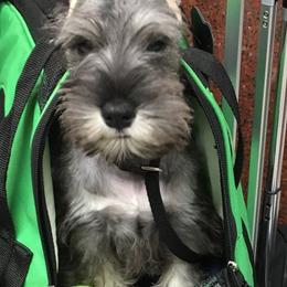 Miniature Schnauzers from Legend's Miniature Schnauzers