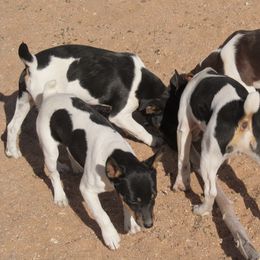 Rat Terrier Puppies from Dynamite Rat Terriers