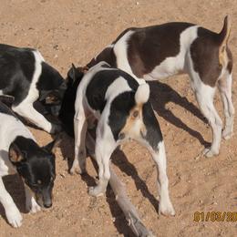 Rat Terrier Puppies from Dynamite Rat Terriers