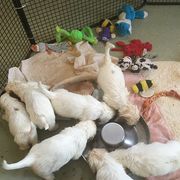 Clumber Spaniel Puppies from Casmirclumbers