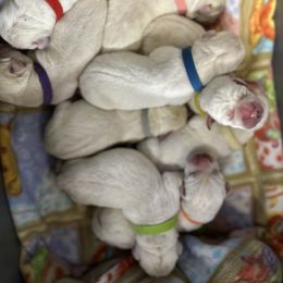 Orange - Yellow male Labrador Retriever puppy in Mount Airy, Maryland from Fruity Labradors