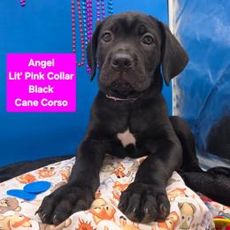 Angel - Black female Cane Corso puppy in Princeton, Minnesota from God Of War Cane Corso