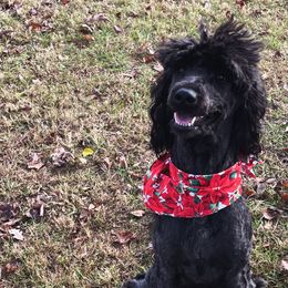 Goldendoodles from Willow Brooke Goldendoodles