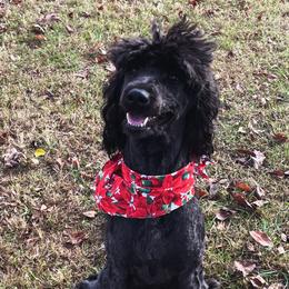Goldendoodles from Willow Brooke Goldendoodles