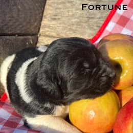 Fortune - White and black female Newfoundland puppy in Tully, New York from Bear Paw Newfoundlands