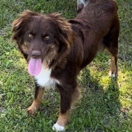 Amber - Miniature Australian Shepherd