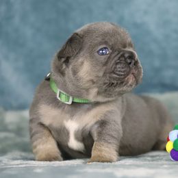 Paddington - Tricolors male French Bulldog puppy in Punta Gorda, Florida from Mingan French Bulldog