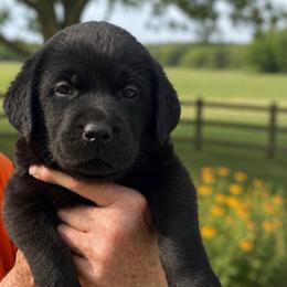 Legend - Black male Dilute Retriever puppy in Baldwin City, Kansas from Hedge Lane Labradors