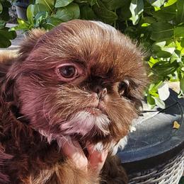 Boy 1 - Liver and white male Shih Tzu puppy in Tucson, Arizona from Dollface Shih Tzu