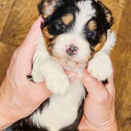 Aliyah - female Australian Mountain Doodle puppy in South Jordan, Utah from Western Doodles Utah
