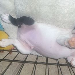 French Bulldogs from Aztec Lace Frenchies