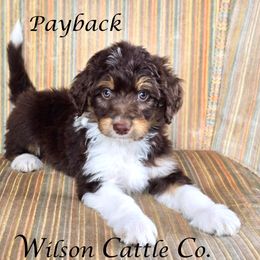 Payback - Red tri-color male Aussiedoodle puppy in Lancaster, Minnesota from Wilson Cattle Co.