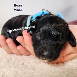 Ross - Black male Goldendoodle puppy in Peytno, Colorado from Grace N Faith Doodles