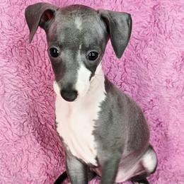 Do-Si-Do - White and blue female Italian Greyhound puppy in Cadwell, Georgia from All The DoDa Day Italian Greyhounds