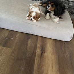 Cavalier King Charles Spaniel Puppies from Brookstone Farm