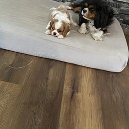 Cavalier King Charles Spaniel Puppies from Brookstone Farm