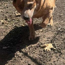 Seven - Australian Cattle Dog