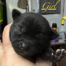 Chihuahua and Poodle Puppies from Garrett’s Chihuahuas and Poodles