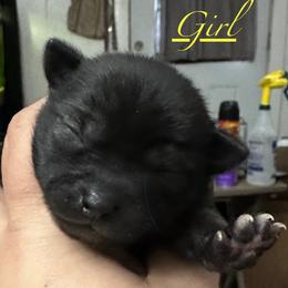Chihuahua and Poodle Puppies from Garrett’s Chihuahuas and Poodles